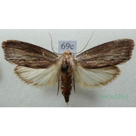 Galleria mellonella (Linnaeus, 1758) Barciak większy Czech69c